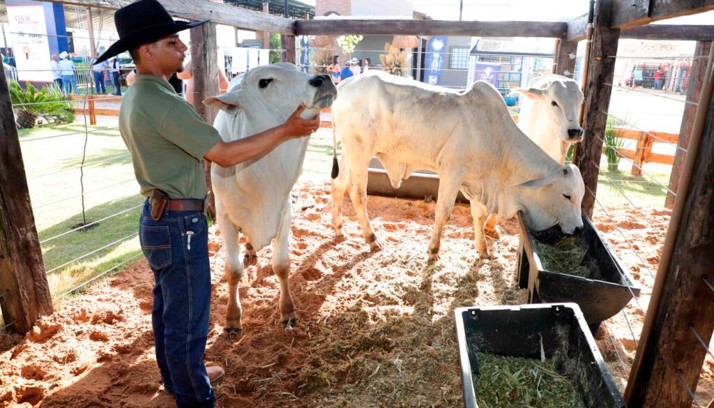 Mais de 600 animais em exposição movimentam a Agrotins 2026 e reforçam controle sanitário da pecuária tocantinense