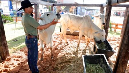 Mais de 600 animais em exposição movimentam a Agrotins 2026 e reforçam controle sanitário da pecuária tocantinense